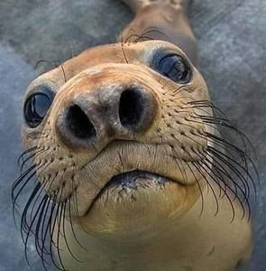 Meet your Posher, Ron